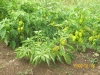 vegetables-1024